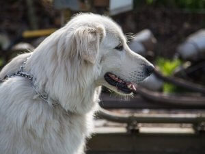 The Great Pyrenees.