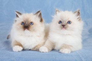 Ragdoll kittens.