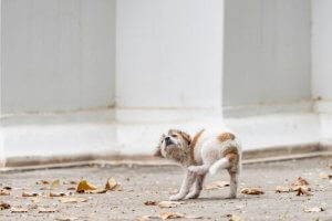 Puppies With Scabies: Causes and Symptoms