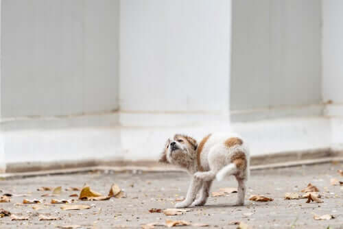 Puppies With Scabies: Causes and Symptoms