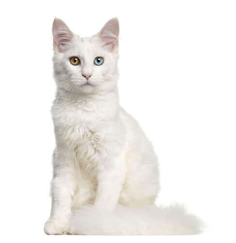 A deaf white cat.
