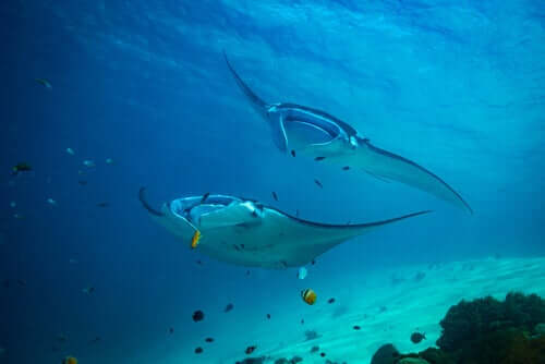 Study If Fish All About Ichthyology: The Study of Fish - My Animals
