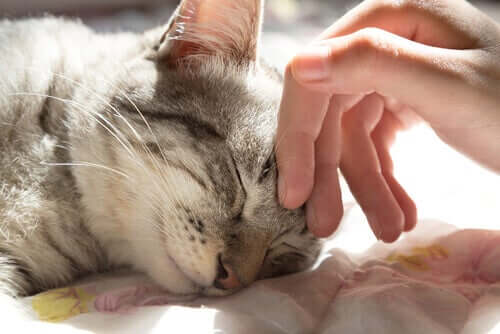 A cat being petted on the head.