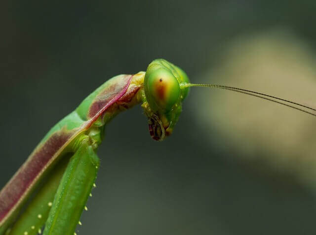 The head of the praying mantis.
