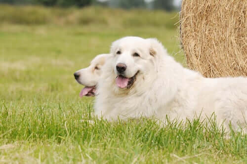 All About The Pyrenean Mountain Dog