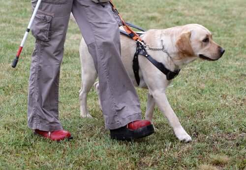The Unique Training of Guide Dogs
