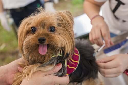 The use of corticoids in dogs.