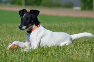 Important Information About the Use of Corticoids in Dogs