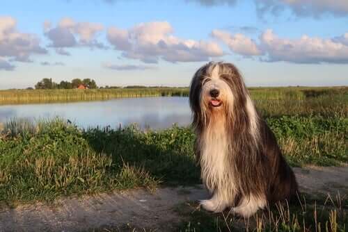 A Bearded Collie by a lake.