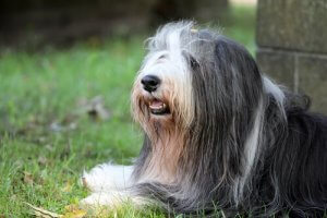 The Bearded Collie - A Scottish Shepherd Dog