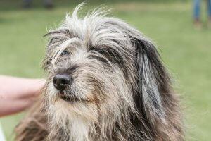 The Pyrenean Shepherd - Fun and Restless