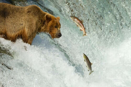 A bear trying to catch some salmon.