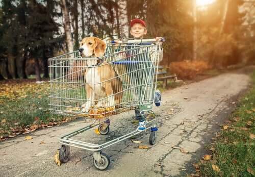 A boy pushing a dog in a shopping trolley.