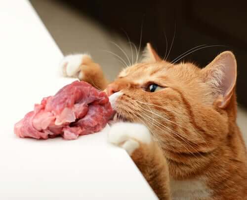 A cat about to eat a piece of meat.