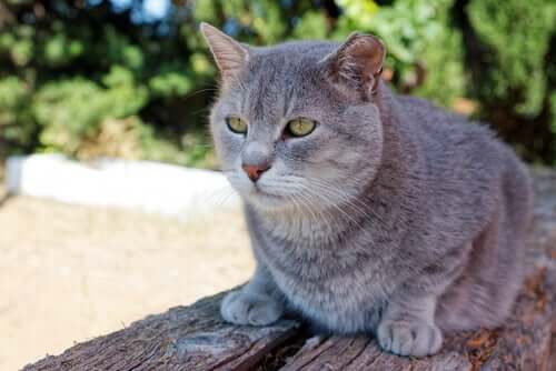 A cat sitting on an outside table.