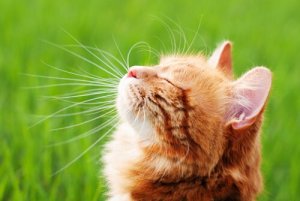 How to Strengthen a Cat's Immune System