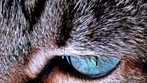 Cat Fur - Why Does It Change Color?