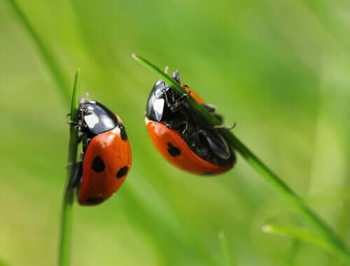 Ladybird Beetle - Characteristics and Behavior