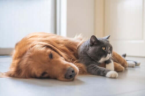 A dog and a cat lying down side by side.