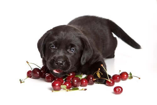 A dog and some cherries which are toxic foods for dogs.