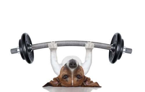 A dog lifting weights.