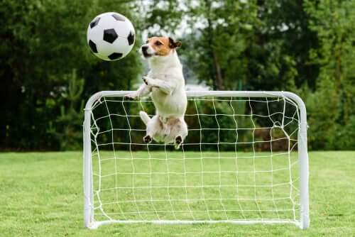 A dog playing soccer.