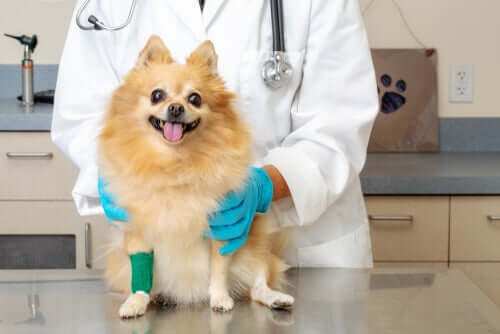 A dog receiving a check up from the vet.