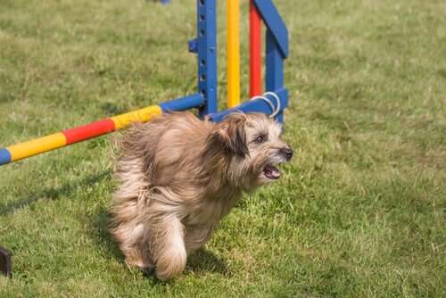A dog running around.