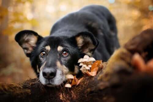 Hond bij een tak met paddenstoelen
