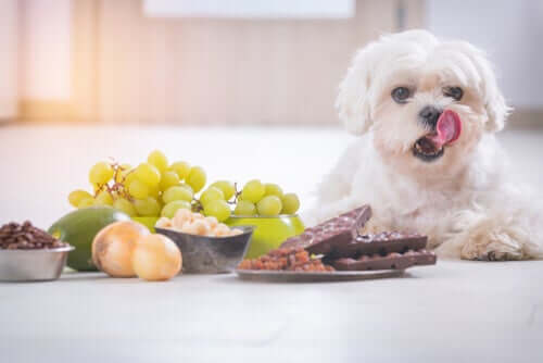 A dog with lots of food in front of him.