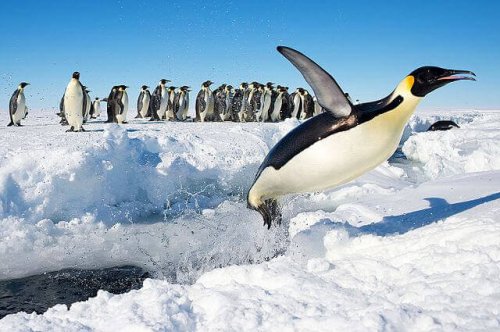 A flying penguin.