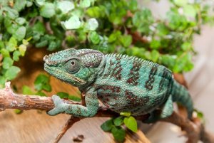 The Master Techniques of Animals that Camouflage Themselves