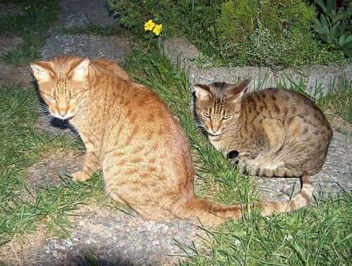 The ocicat and his partner.