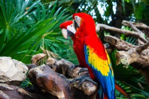 Talking Birds - Species and Characteristics