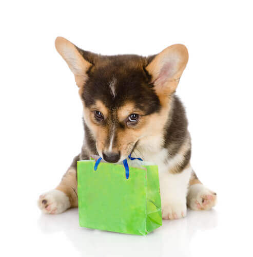 A pedigree puppy with a paper bag.