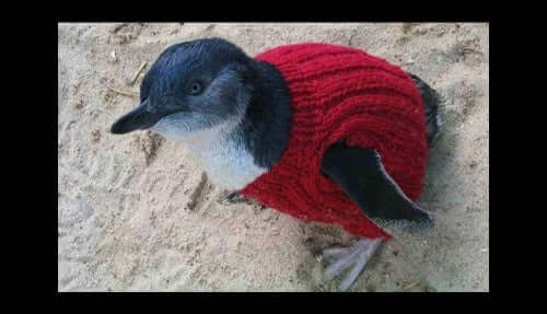 A penguin wearing a sweater for extreme cold.