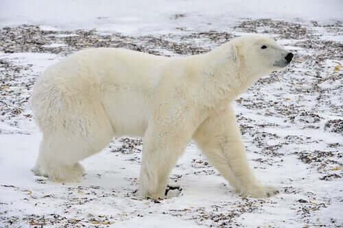 A Polar Bear walking.