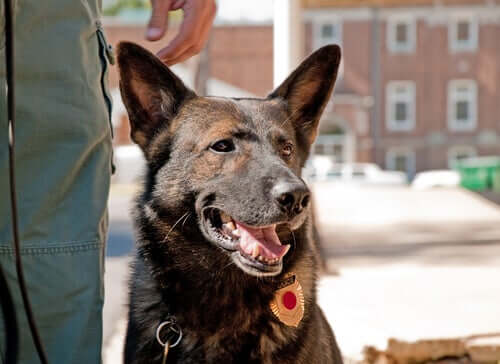 A police dog smiling.