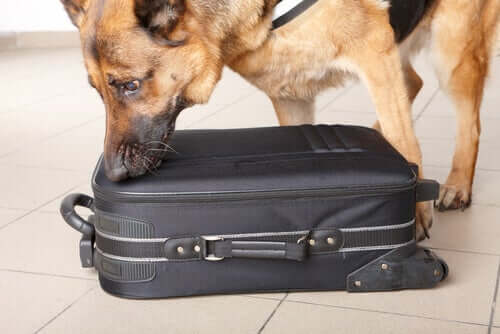 One of many police dogs sniffing a suitcase.