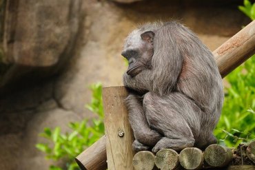 chimpanzee facts on them habitat