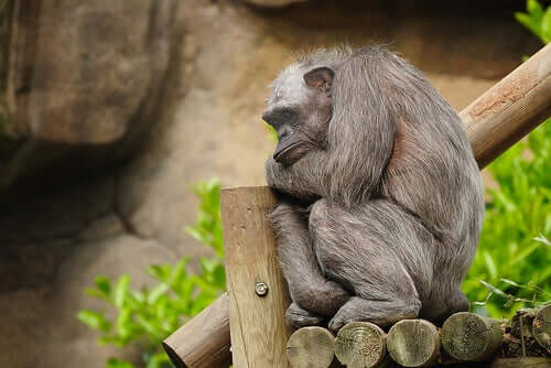 An old chimpanzee resting.
