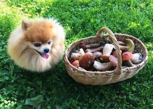 A small dog next to a basket of mushrooms.