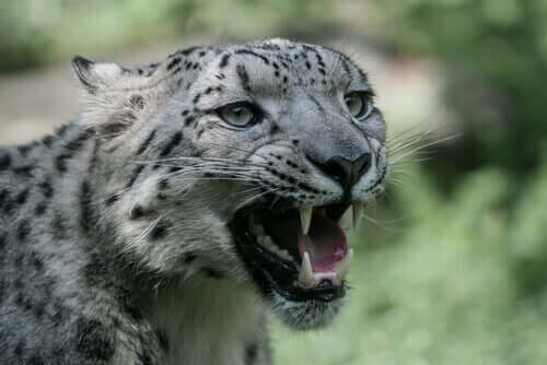 A snow leopard growling.