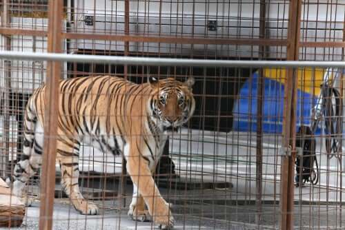 The Most Common Diseases in Wild Cats in Captivity