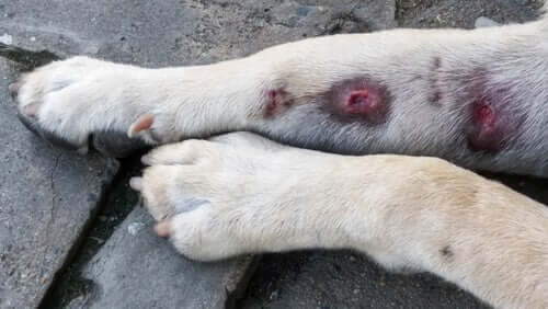 Swollen Legs in Dogs: Causes and Symptoms