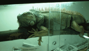 A pet iguana in a cage.