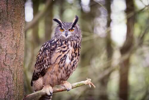 An owl on a branch, which is one of the animals that camouflage themselves.
