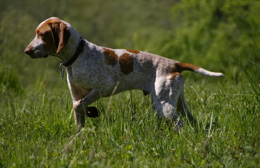 An Ariege dog pointing at the prey.
