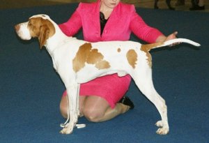 Meet the Ariege Pointer: A Hunter Dog