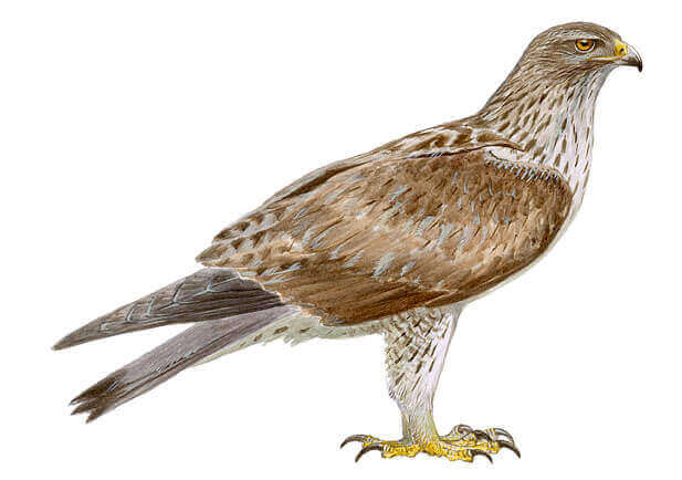 Bonelli's eagle of Spain.